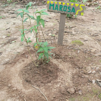 Marosa Plant