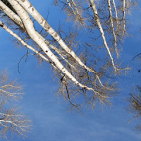 Aspen-Tree