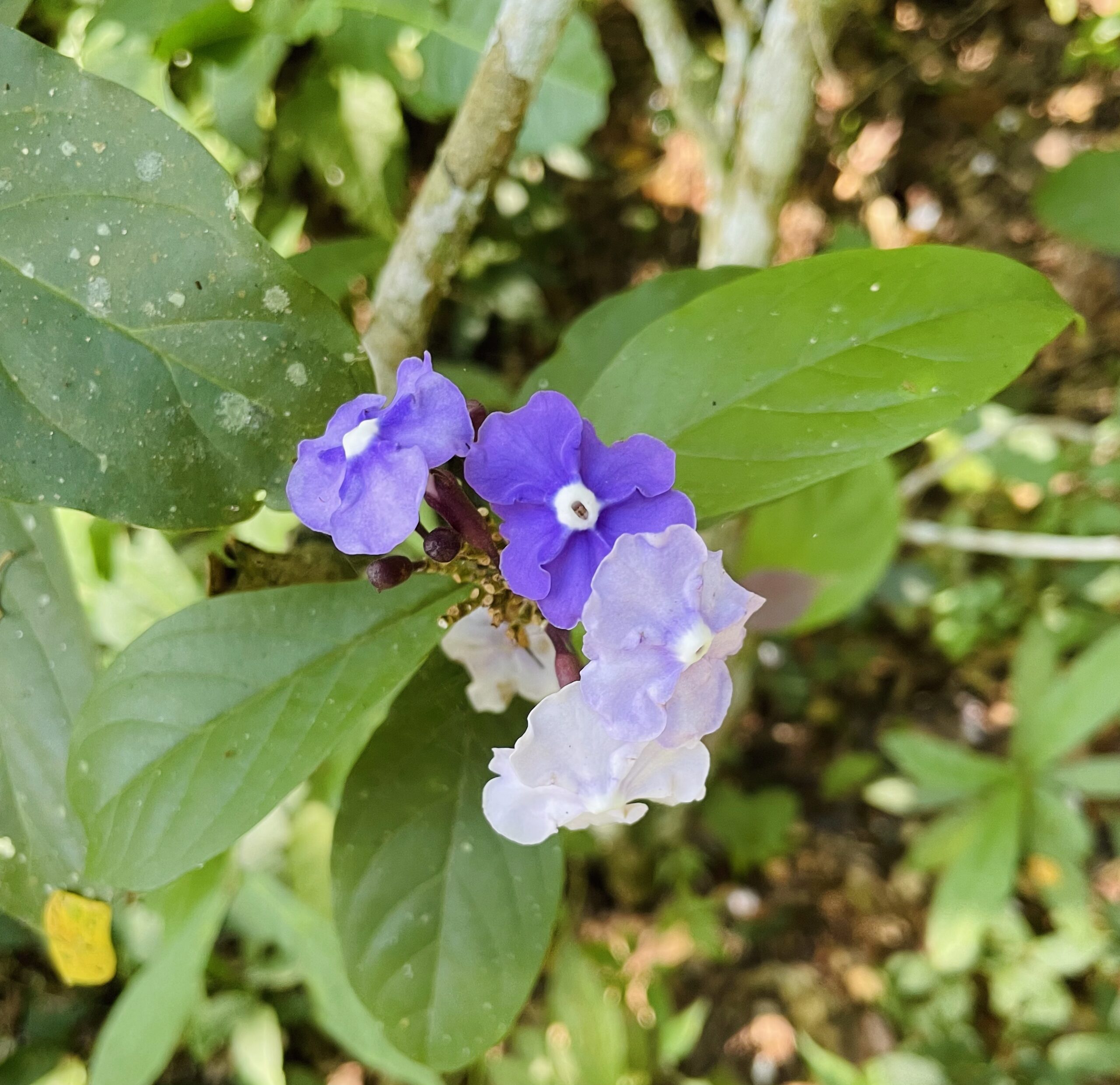 Plant Allies - post