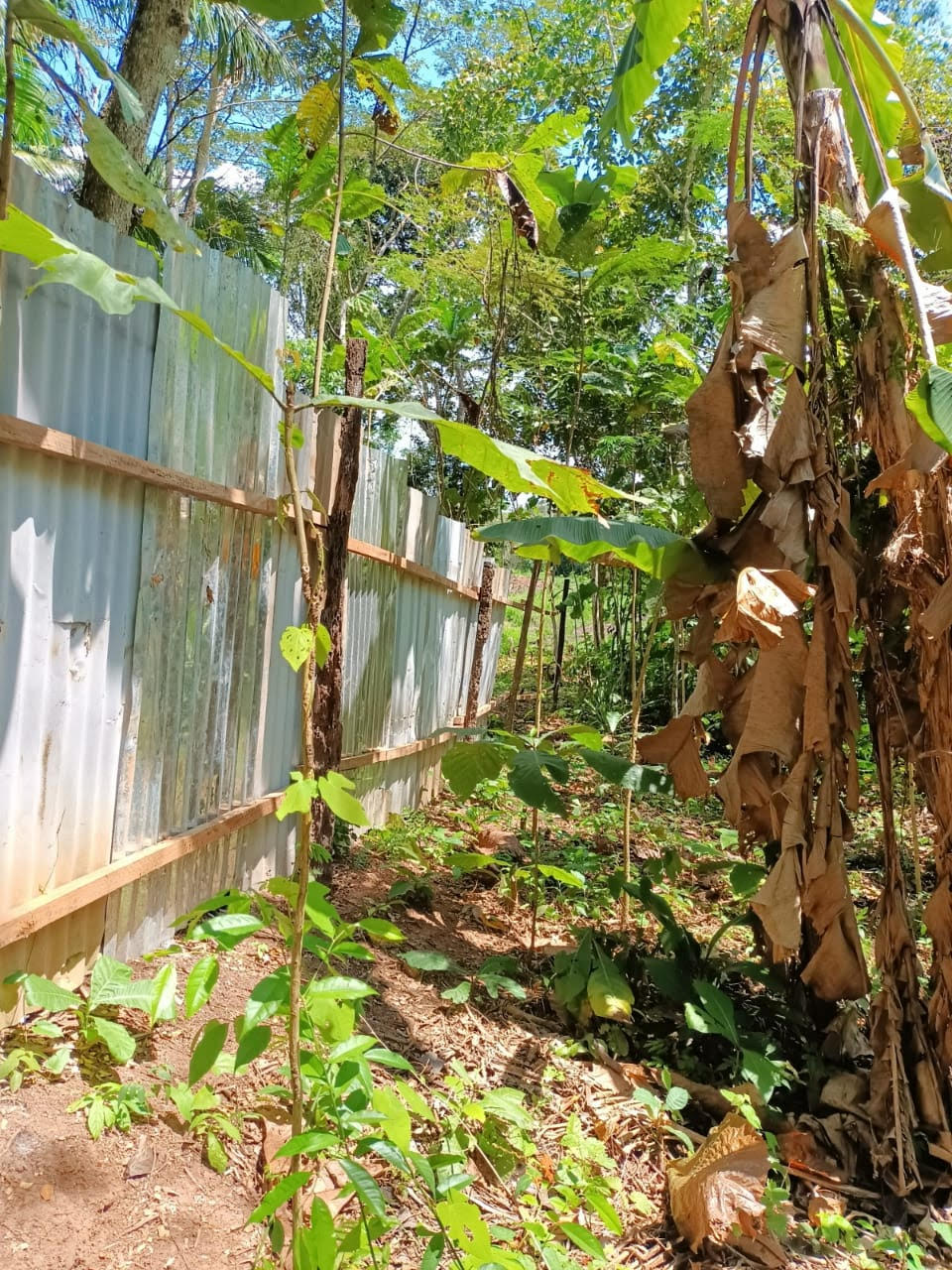 Protecting the Kurin Metsa Medicinal Garden - post